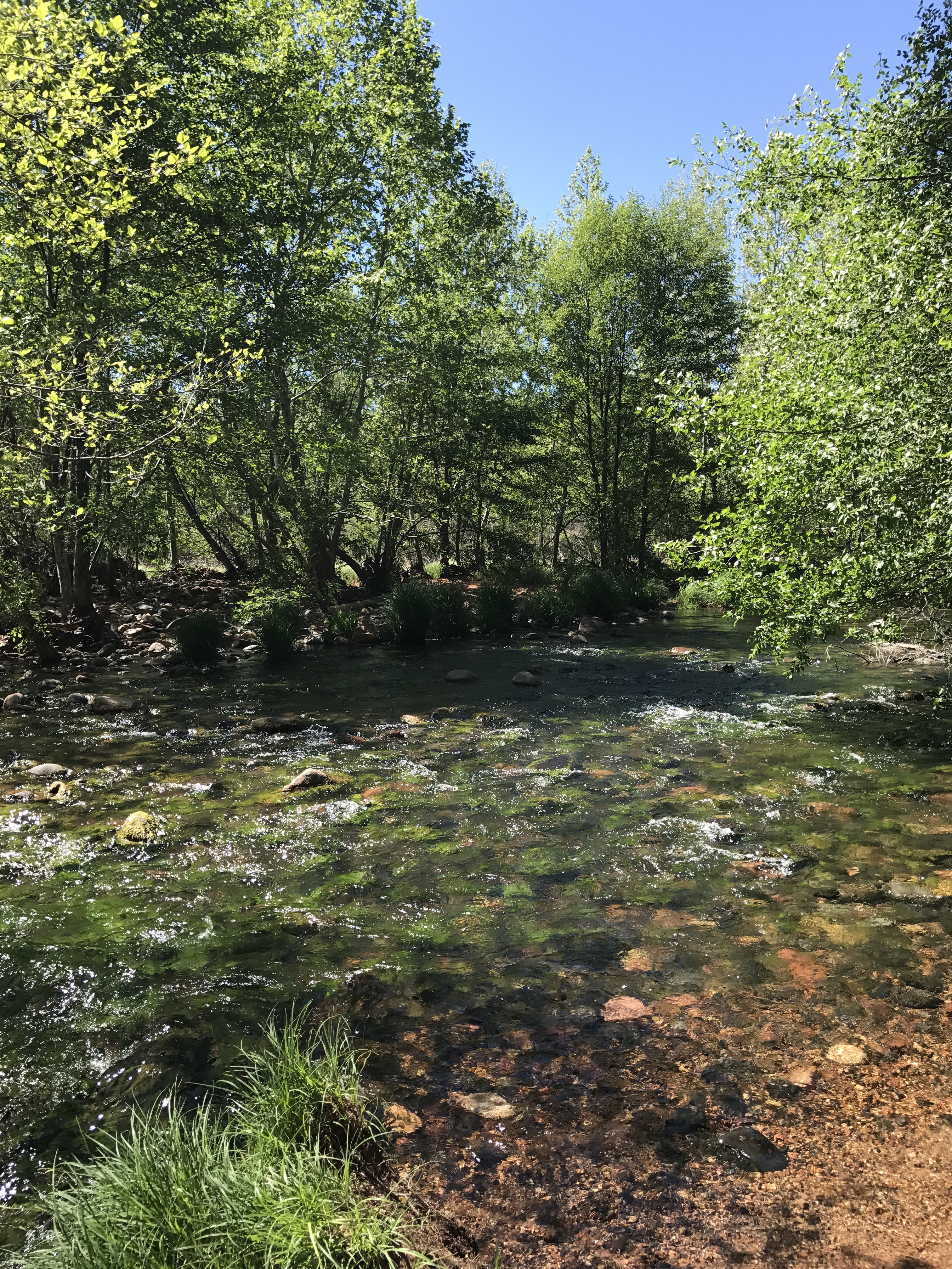 Oak Creek alongside Templeton Trail. Sedona, AZ - 2017.04.28