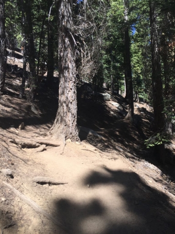 Trail is mostly shade-covered in the beginning but already a steady uphill climb. 8/25/2016 Lake Tahoe