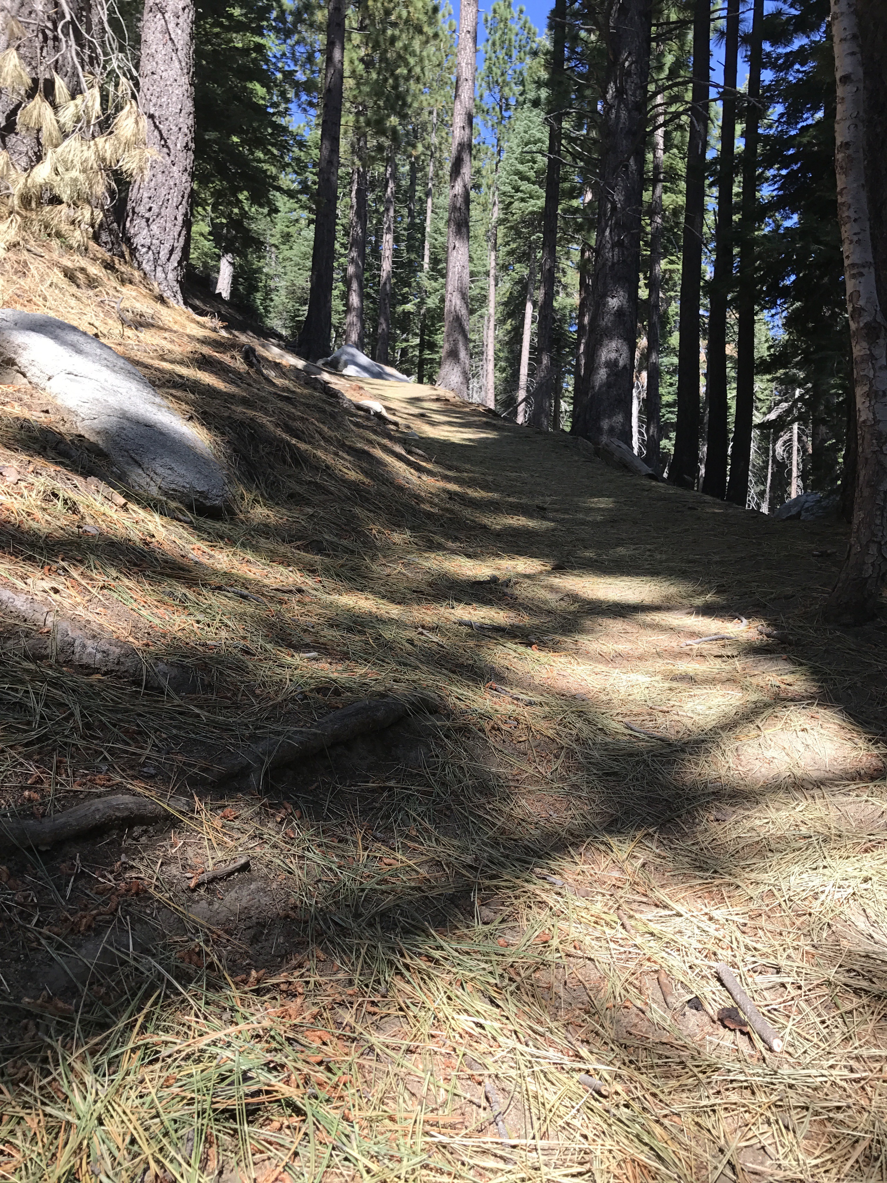 Trail climbs steeper uphill. In 2017, there was a lot more rainfall and I was there a week or two later than usual, so many pine needles covering the trail. 8/24/2017 Lake Tahoe