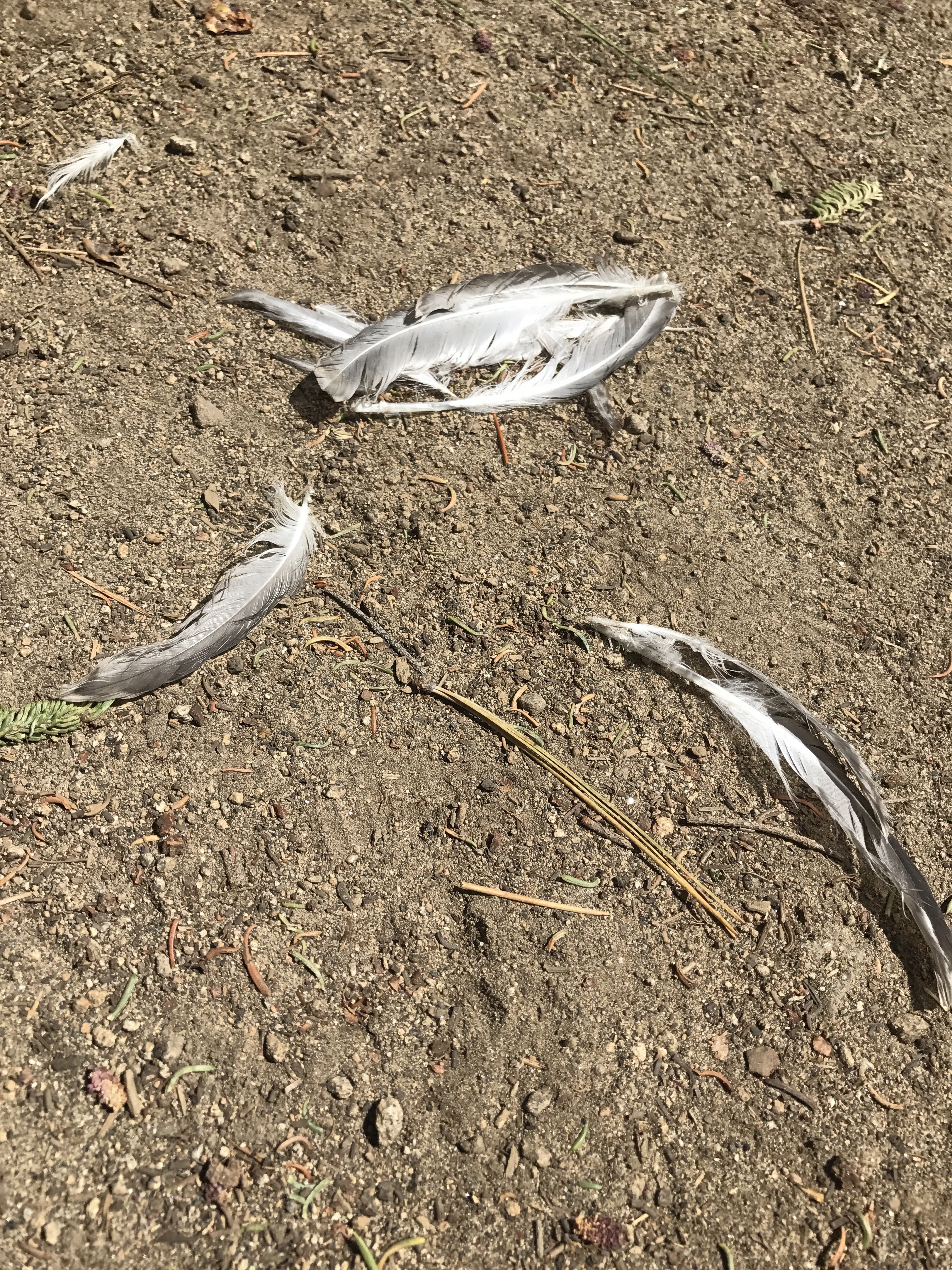 Perhaps a bird was turned into someone's lunch? 8/24/2017 Lake Tahoe