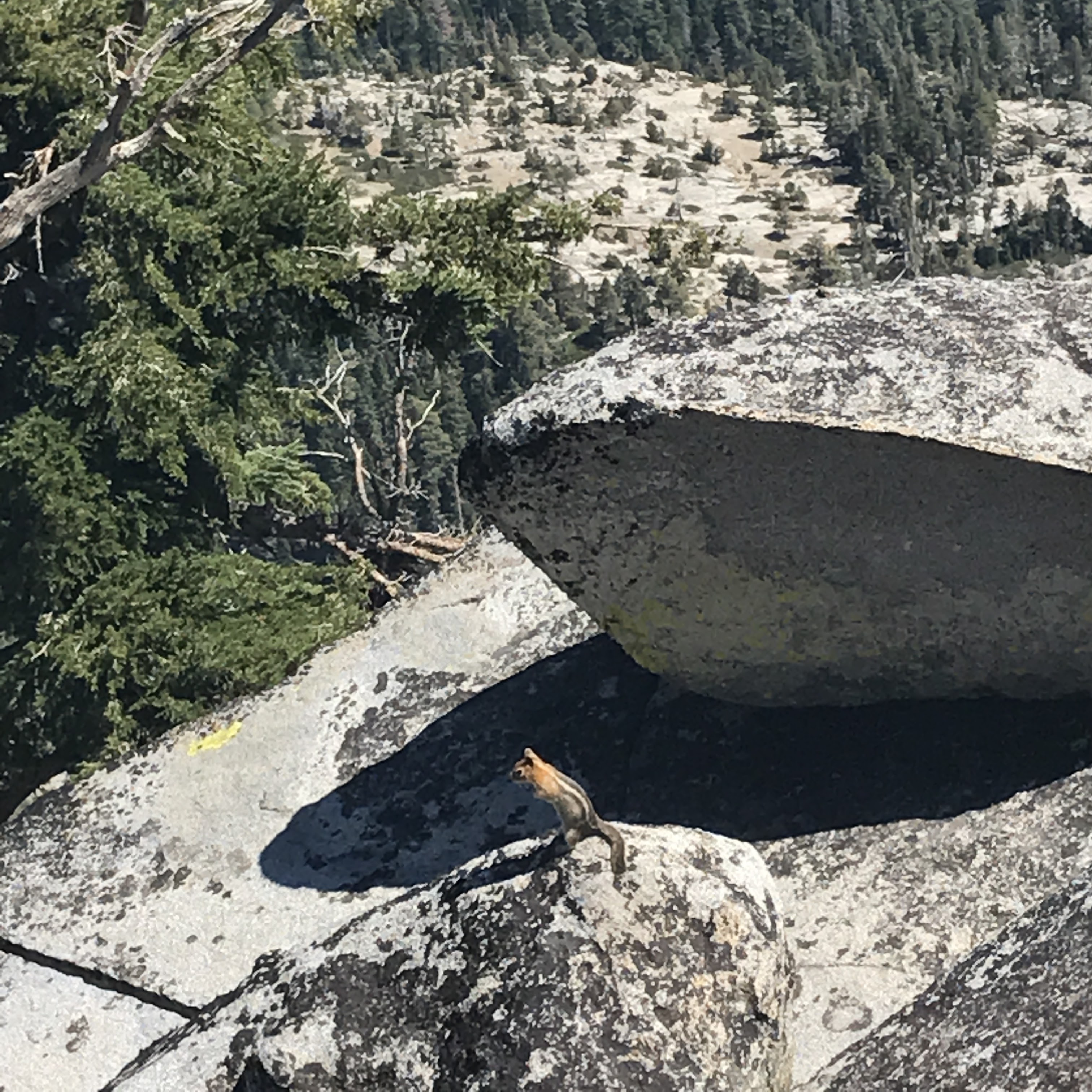 A little ground squirrel joining me on the rocks on Maggie's Peaks. 8/24/2017 Lake Tahoe