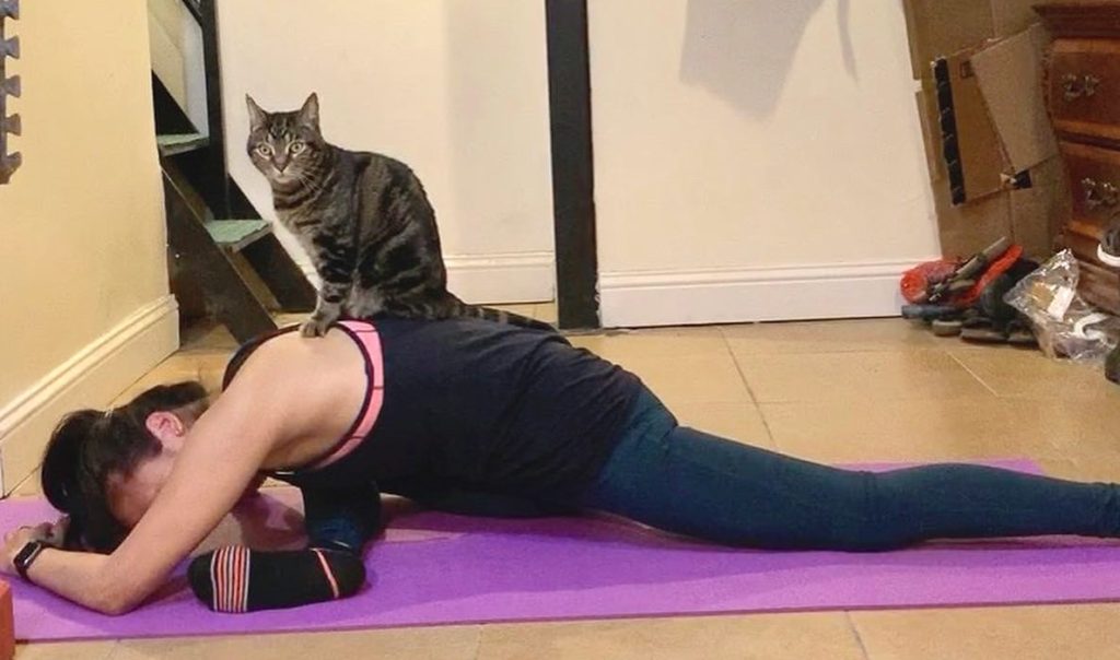 Pigeon pose with cat